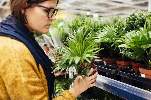 Achat de plantes d'extérieur : conseils et meilleures options